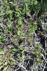 Streptanthus glandulosus pulchellus