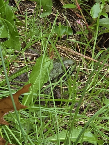 Green Frog