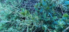 Asparagus lignosus