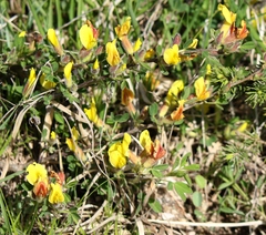 Chamaecytisus hirsutus