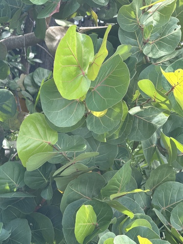 sea grape