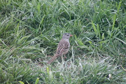 White-crowned Sparrow photographed in Nebraska