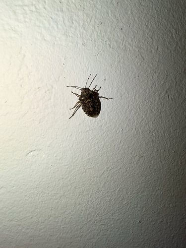 Mottled Stink Bug