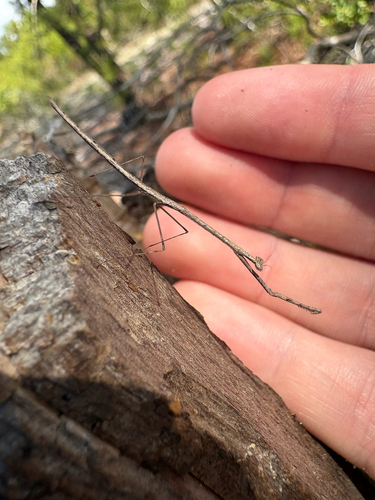 American Grass Mantis