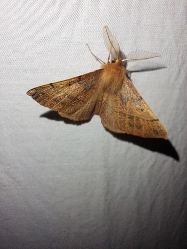 Feathered Thorn