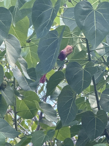 Indian tulip tree