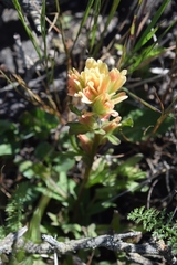 Castilleja affinis neglecta