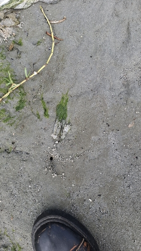 Ulva flexuosa observed 2026-10-16