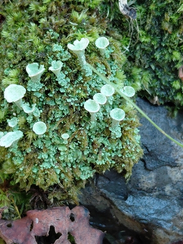 Cladonia pyxidata observed 2026-10-16