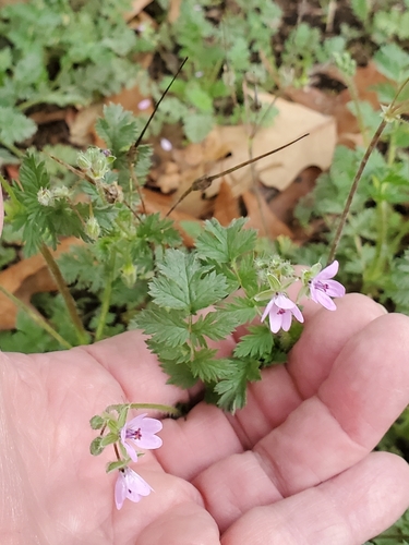 Redstem Stork's-bill