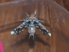 Eutelia adulatricoides