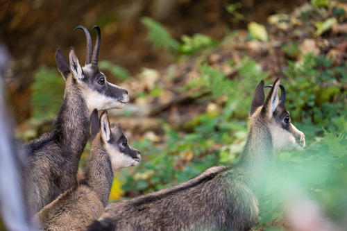 Northern Chamois