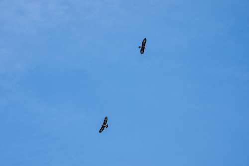 Golden Eagle