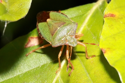 Green Shield Bug