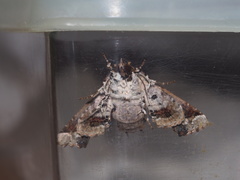 Eutelia adulatricoides