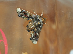 Eutelia adulatricoides