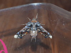 Eutelia adulatricoides