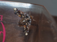 Eutelia adulatricoides