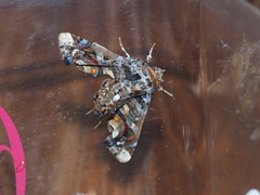 Eutelia adulatricoides