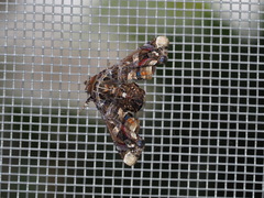 Eutelia adulatricoides