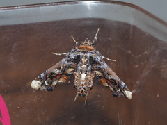 Eutelia adulatricoides