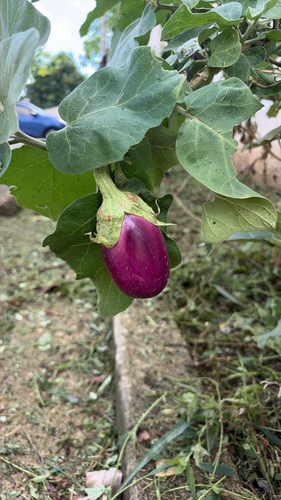 Solanum melongena observed 2026-10-16
