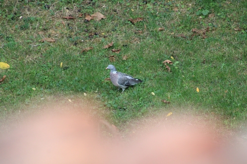 Common Wood-Pigeon