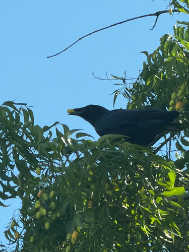 Fish Crow