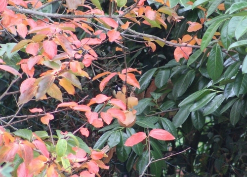 Great Tit
