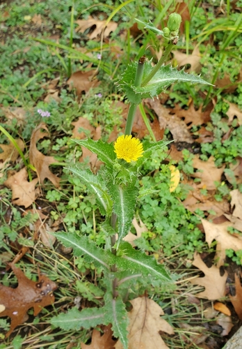 prickly sowthistle
