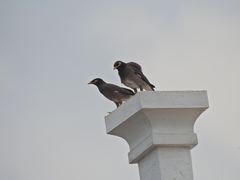 Acridotheres tristis