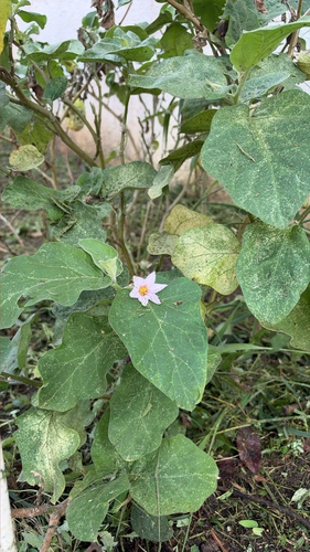 Solanum melongena observed 2026-10-16