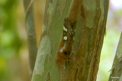 Schausilla obryzos