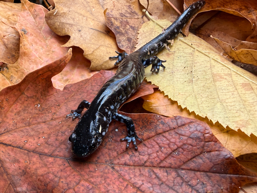 Blue-spotted Salamander