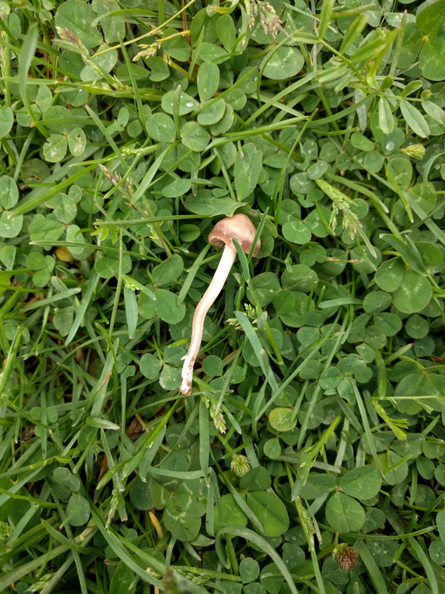 Panaeolina foenisecii image