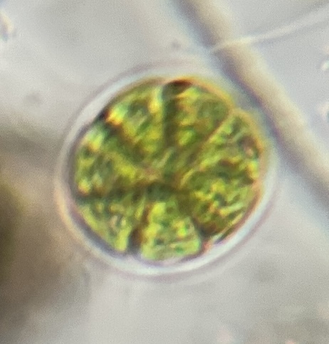 Morum observed 2026-09-19