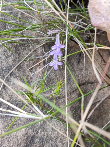 Lobelia pinifolia, 2026-10-16