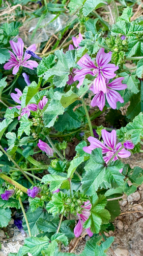 Common Mallow