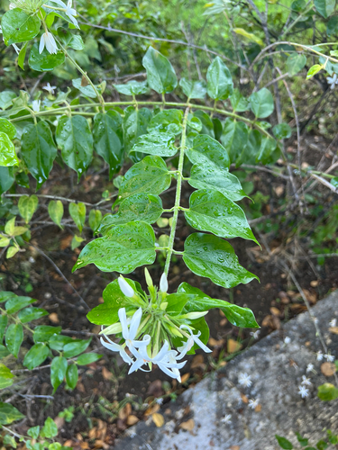 Jasminum multiflorum observed 2026-10-16