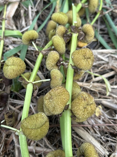Sagittaria brevirostra, 2026-10-16