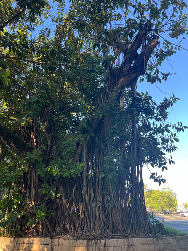 Ficus elastica observed 2026-10-16