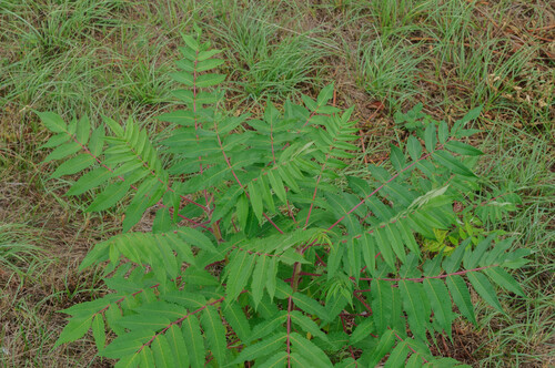 staghorn sumac