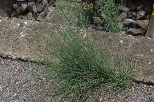 Branched Horsetail