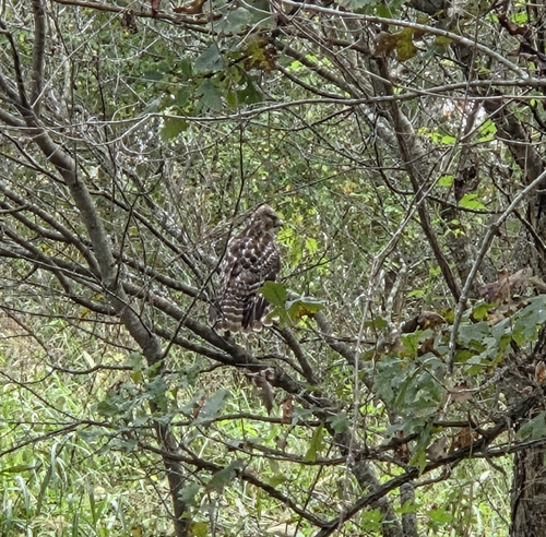 Red-shouldered Hawk