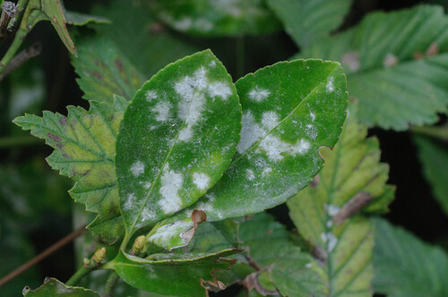 Erysiphe euonymicola