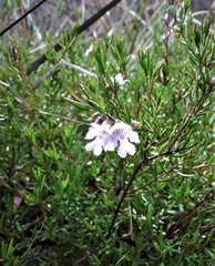 Prostanthera saxicola montana