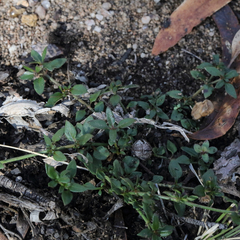 Opercularia hispida