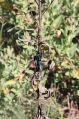 Zygaena lavandulae