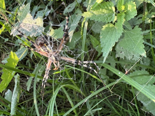 Wasp Spider