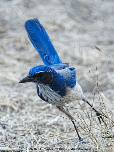 California Scrub-Jay